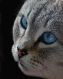 Mon chat